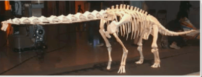 ブラキオサウルスの骨格模型の画像