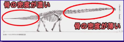 ブラキオサウルスの骨が尻尾の部分は密度が高く、首の部分は密度が低い様子を説明した画像