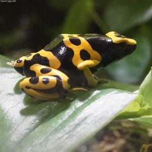 猛毒のヤドクガエルの画像