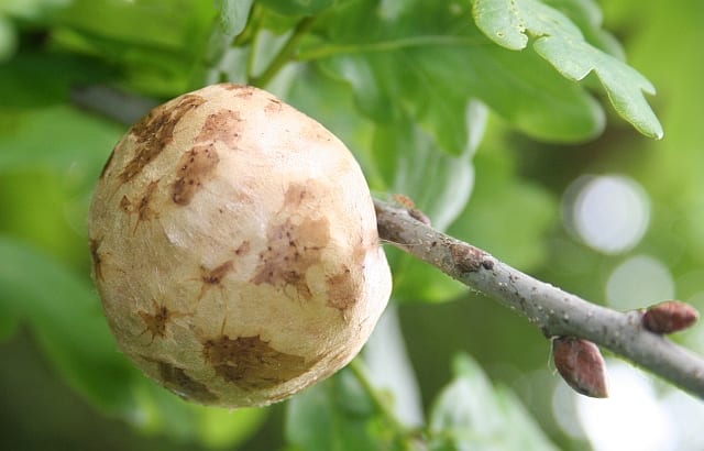 oak_apple