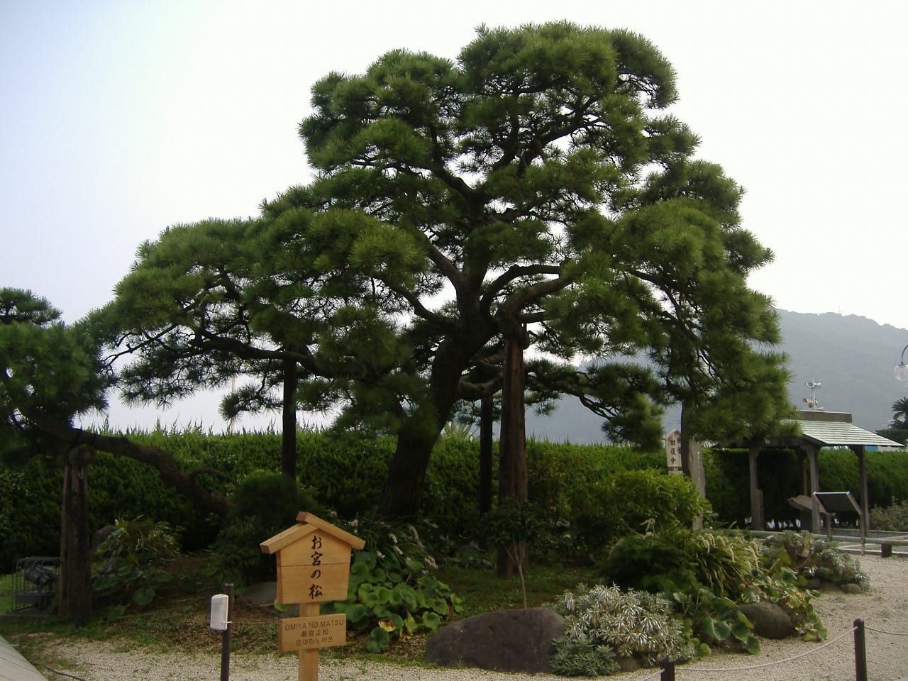 omiya_no_matsu