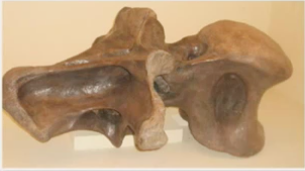 竜脚類の首の化石の画像