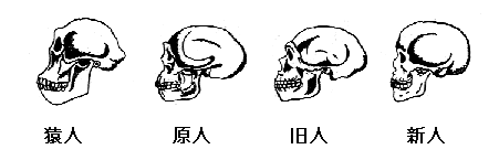猿人、原人、旧人、新人の頭蓋骨の比較図