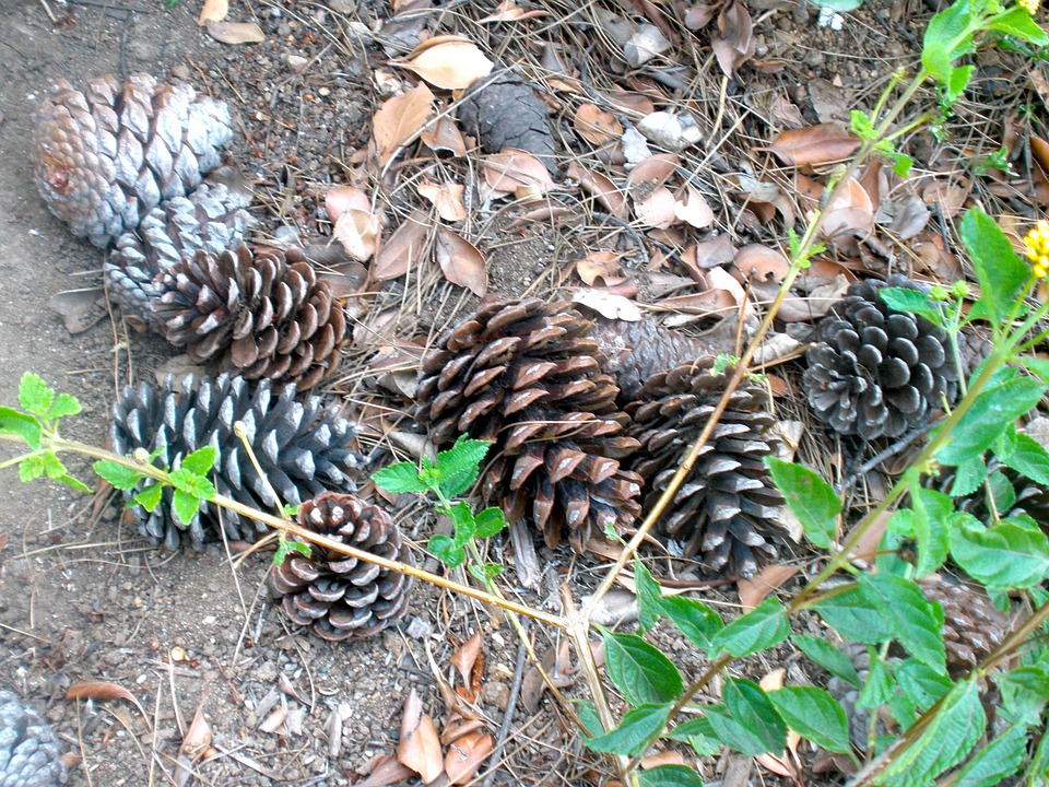 pine-cones-462923_960_720