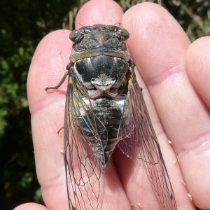 cicada semi english